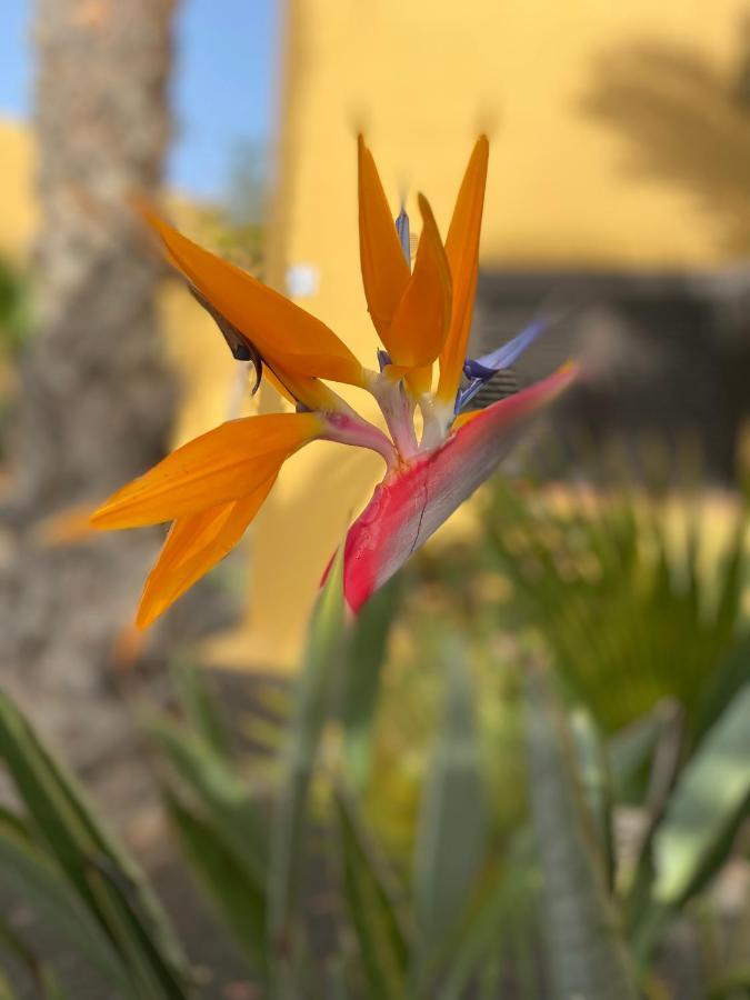 Fuerteventura Apartments Коральео Экстерьер фото